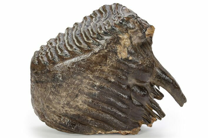 Fossil Woolly Mammoth Lower M Molar - Siberia #238753